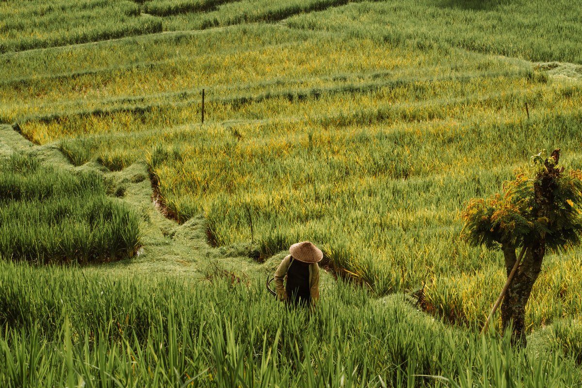Bali rice terraces